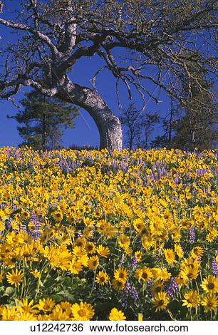 Wildflowers at Columbia River Gorge View Large Photo Image Stock Photograph - Wildflowers at Columbia River Gorge. Fotosearch