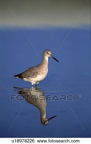 Stock Photograph - Willet seabird standing in water. Fotosearch