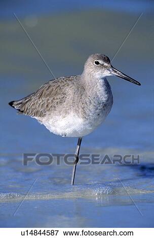 Willet seabird View Large Photo Image Stock Photo - Willet seabird. Fotosearch