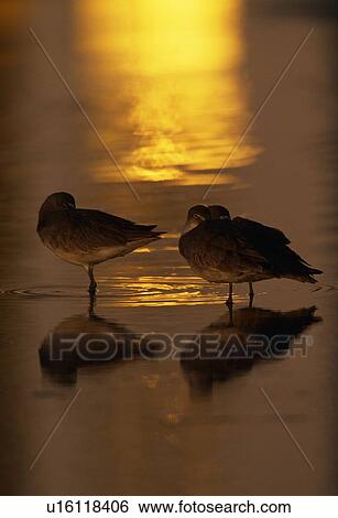 Willet seabirds (Catoptrophorus semipalmatus) roosting in water View Large Photo Image Stock Photograph - Willet seabirds (Catoptrophorus semipalmatus) roosting in water. Fotosearch