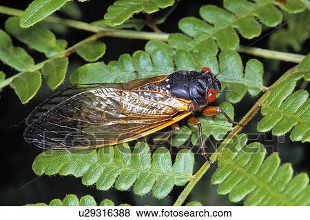 Winged insect View Large Photo Image Stock Photo - Winged insect. Fotosearch