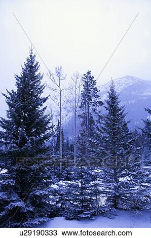 Winter scene View Large Photo Image Stock Image - Winter scene. Fotosearch