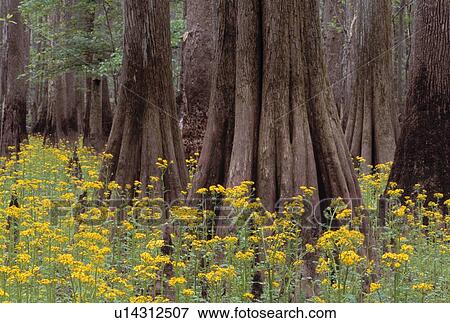 Stock Photo - Yellow flowers in a forest. Fotosearch