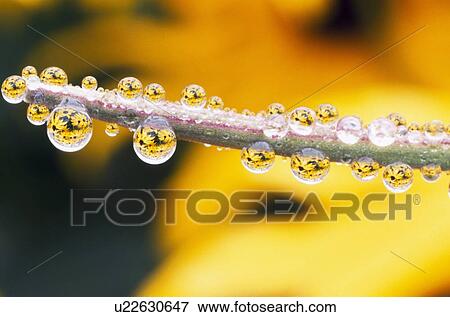 Yellow flowers reflected in dew drops View Large Photo Image Stock Photo - Yellow flowers reflected in dew drops. Fotosearch