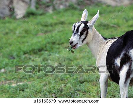 Stock Photo - Young dairy goat grazing. Fotosearch