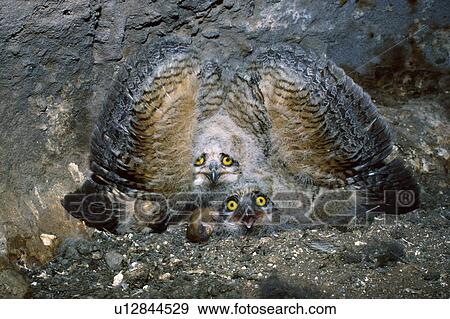 Young great horned owls (Bubo virginianus) wings spread in defense View Large Photo Image Stock Photo - Young great horned owls (Bubo virginianus) wings spread in defense. Fotosearch