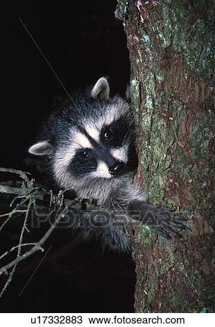 Young raccoon in tree View Large Photo Image Stock Image - Young raccoon in tree. Fotosearch