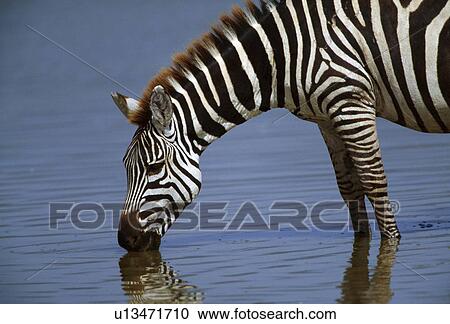 Zebra drinking water View Large Photo Image Stock Image - Zebra drinking water. Fotosearch