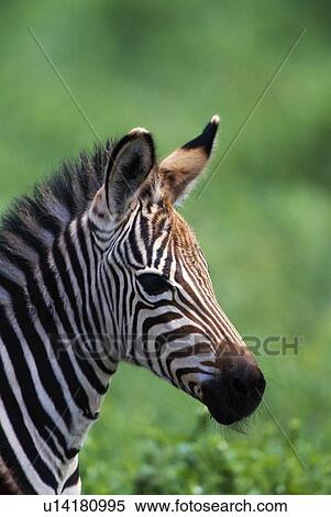 Stock Photography - Zebra foal. Fotosearch