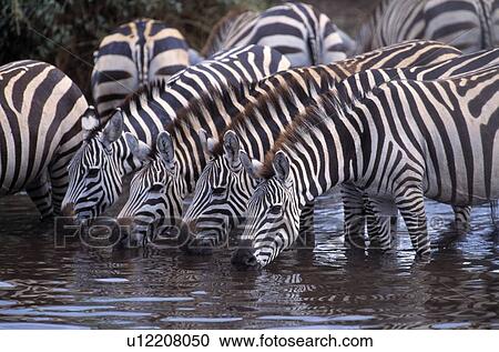 Zebra herd drinking water View Large Photo Image Stock Image - Zebra herd drinking water. Fotosearch