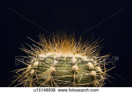 Stock Photo - A cactus with large protective needles. Fotosearch