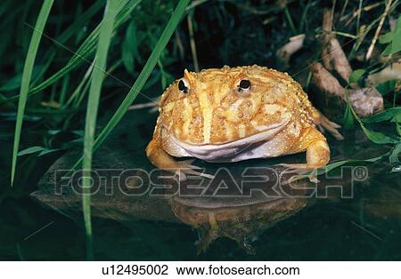 Albino horned frog View Large Photo Image Stock Image - Albino horned frog. Fotosearch