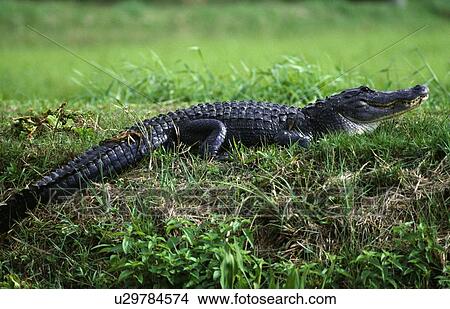 Picture - Alligator (Crocodylia reptilia). Fotosearch