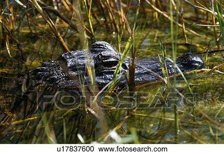 Stock Image - Alligator in water. Fotosearch