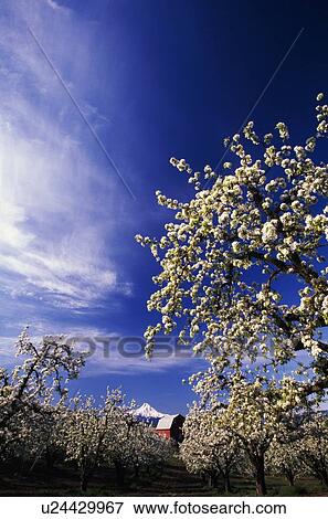 Stock Photo - Apple trees in bloom. Fotosearch