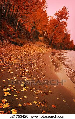 Autumn shoreline View Large Photo Image Stock Image - Autumn shoreline. Fotosearch