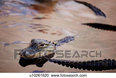 Baby alligator View Large Photo Image Stock Image - Baby alligator. Fotosearch