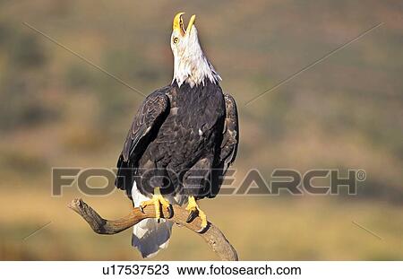 Stock Image - Bald eagle calling. Fotosearch