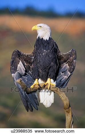 Stock Photography - Bald eagle. Fotosearch