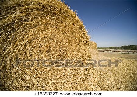 Bale of Hay View Large Photo Image Stock Photo - Bale of Hay. Fotosearch