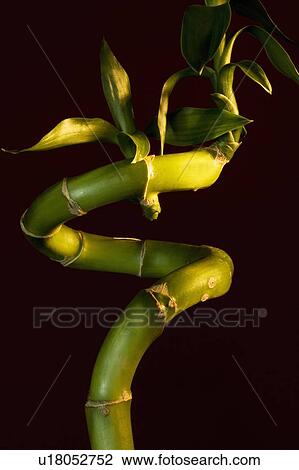 Stock Image - Bamboo stem. Fotosearch