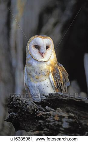 Barn owl portrait View Large Photo Image Stock Image - Barn owl portrait. Fotosearch