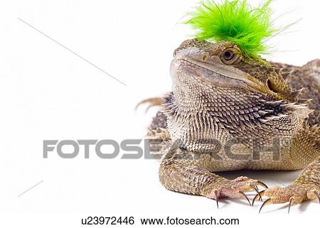 Stock Photograph - Bearded Dragon lizard. Fotosearch