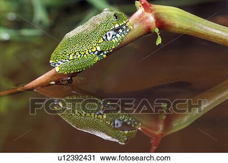 Stock Image - Big Eyed tree frog. Fotosearch