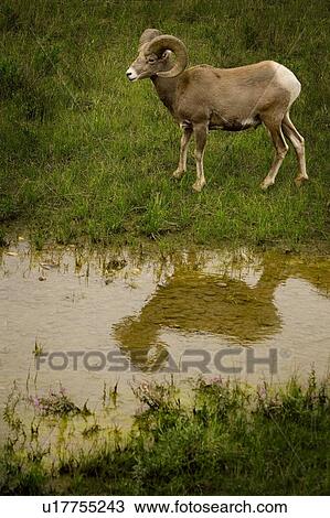 Stock Image - Big horn sheep standing near water. Fotosearch