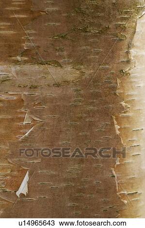Birch tree bark View Large Photo Image Stock Image - Birch tree bark. Fotosearch
