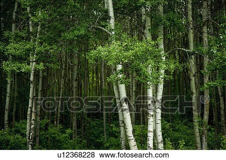 Stock Photo - Birch trees. Fotosearch