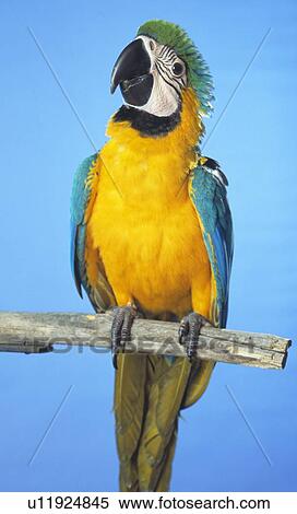 Blue-and-gold macaw View Large Photo Image Stock Photography - Blue-and-gold macaw. Fotosearch