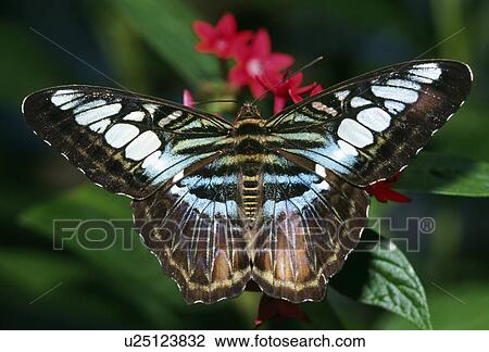 Stock Image - Blue Clipper Butterfly. Fotosearch