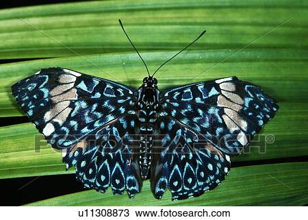 Stock Image - Blue Cracker butterfly. Fotosearch