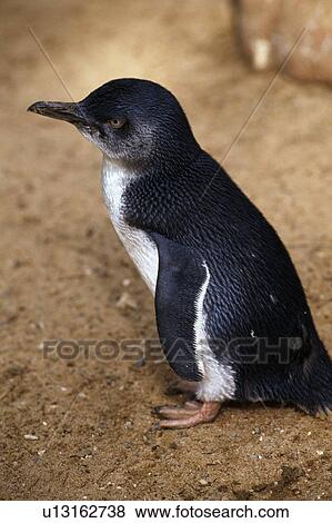 Blue Fairy Penguin View Large Photo Image Stock Photo - Blue Fairy Penguin. Fotosearch