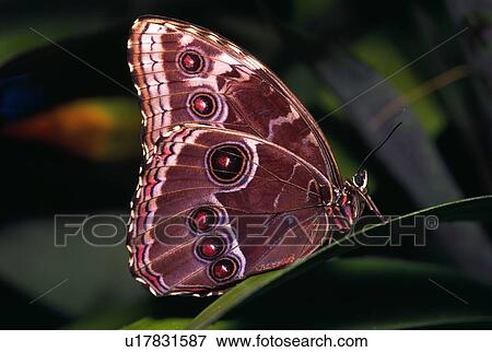 Stock Photo - Blue Morpho butterfly on leaf. Fotosearch