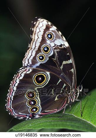 Stock Photography - Blue Morpho Butterfly. Fotosearch