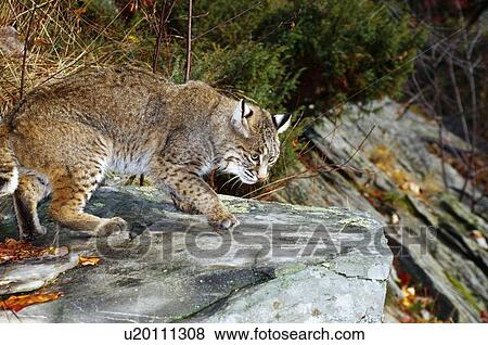 Bobcat on a rock View Large Photo Image Stock Photo - Bobcat on a rock. Fotosearch