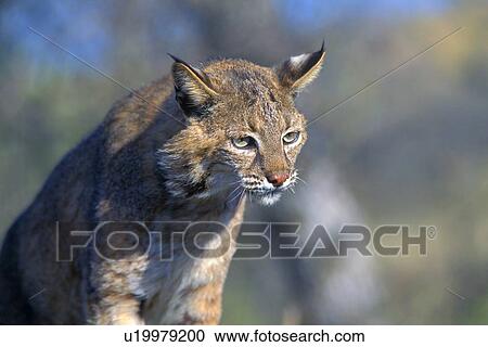 Bobcat View Large Photo Image Stock Image - Bobcat. Fotosearch