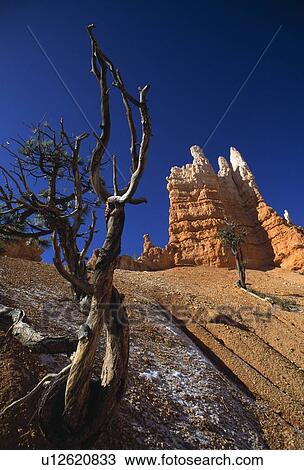 Bryce Canyon View Large Photo Image Stock Image - Bryce Canyon. Fotosearch