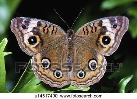 Buckeye butterfly with eye spots View Large Photo Image Stock Image - Buckeye butterfly with eye spots. Fotosearch