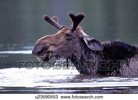 Stock Image - Bull moose in water. Fotosearch