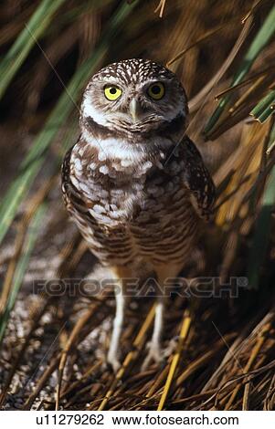 Stock Image - Burrowing owl standing on ground. Fotosearch