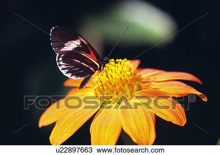 Stock Image - Butterfly on flower. Fotosearch