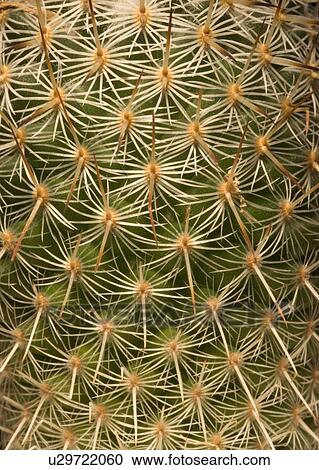 Stock Image - Cactus close-up. Fotosearch