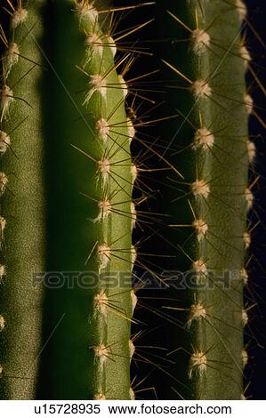 Cactus close-up View Large Photo Image Stock Photography - Cactus close-up. Fotosearch