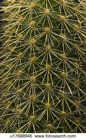 Cactus close-up View Large Photo Image Stock Photography - Cactus close-up. Fotosearch