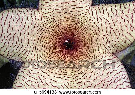 Cactus Flower Detail View Large Photo Image Stock Image - Cactus Flower Detail. Fotosearch