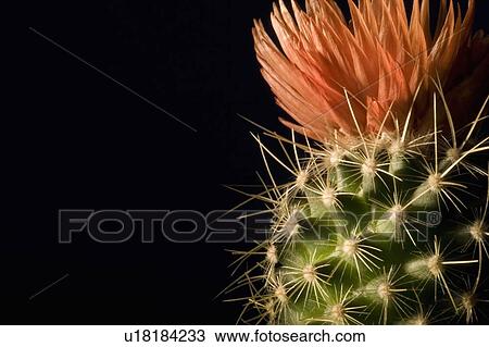 Cactus flower View Large Photo Image Stock Image - Cactus flower. Fotosearch