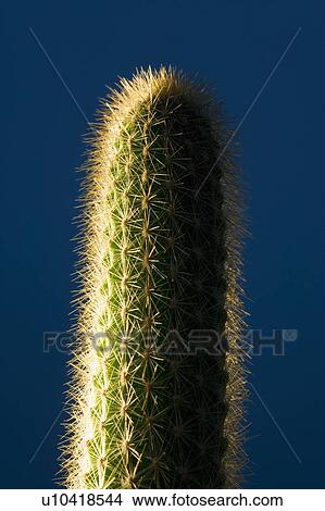 Picture - Cactus. Fotosearch